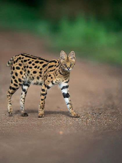 A portrait of feline elegance. The Serval's beautiful coat and confident walk make it a stunning subject.