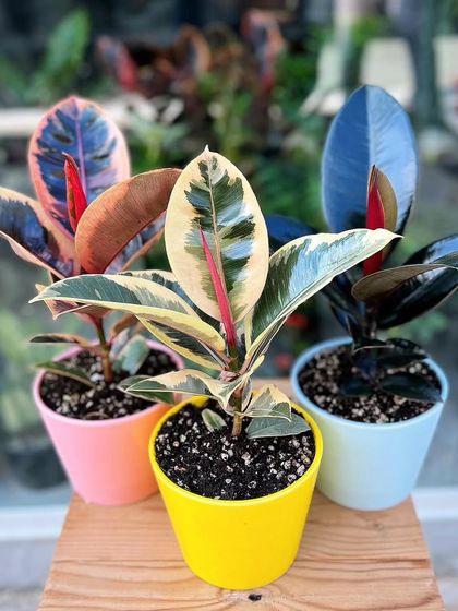 The Rubber Plant comes in several beautiful varieties. From the colorful 'Tineke' and 'Ruby' to the dark and moody 'Black Prince', they are all low-maintenance air purifiers.