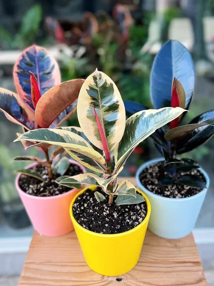 The Rubber Plant comes in stunning varieties. This image shows three different types, from the colorful Ruby to the dark Black Prince, all of which are great air purifiers and low maintenance.