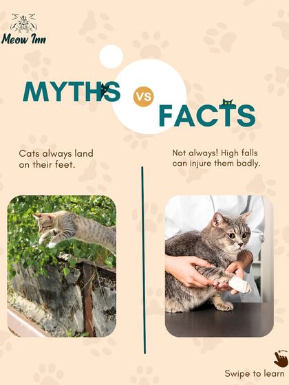 Meow Inn - Cat Hotel & Boarding Your Guide to Feline Wellness photo 4