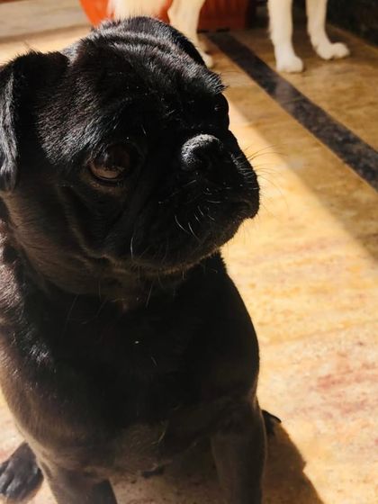 A sleek black Pug. They are full of personality and charm.