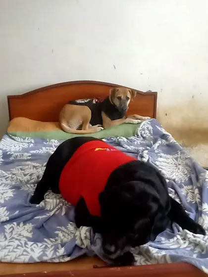 No kennels, no restrictions. Here, two furry guests are making themselves comfortable on the bed. This is the cage-free, stress-free environment I provide for every pet.