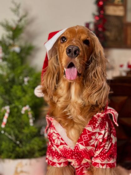A close-up of Posto in his Santa hat, looking absolutely adorable.