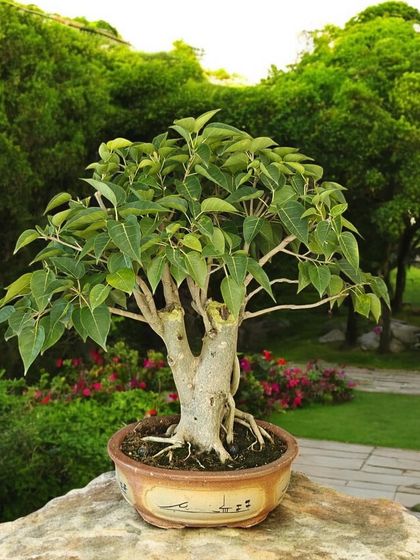 A beautiful Bodhi bonsai with a strong, thick trunk and a healthy canopy. This tree is a symbol of strength and stillness, perfect for a meditation garden or peaceful corner.