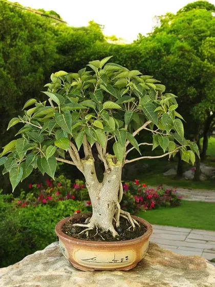 A beautiful Bodhi bonsai with a strong, thick trunk and a healthy canopy. This tree is a symbol of strength and stillness, perfect for a meditation garden or peaceful corner.