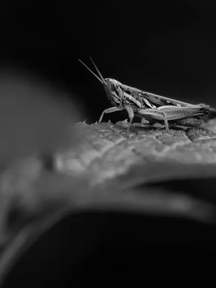 A grasshopper on a leaf, captured in monochrome. Black and white photography helps me focus on contrast, highlights, and shadows, elements often missed in color photos.