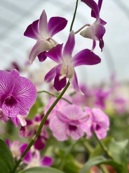 A beautiful Dendrobium orchid in shades of purple and white. These are some of the new hybrids we love to share with fellow plant lovers at community events.
