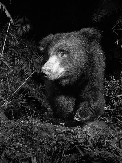 A striking black and white portrait of a Sloth Bear. These nocturnal animals are rarely seen, and this monochrome shot captures its curious expression and shaggy fur in incredible detail.