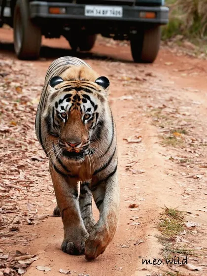 There is nothing quite like the thrill of a tiger walking straight towards your safari jeep. This male, with his confident stride and powerful presence, owned the jungle track. It is an adrenaline-filled encounter that showcases the unpredictable nature of a jungle safari.
