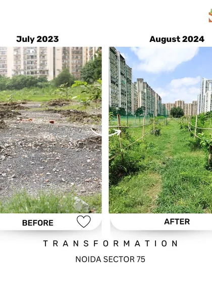 A barren track in Noida Sector 75 is now a green walkway. By planting along pathways, we create shaded routes for the community and connect different parts of the urban forest.