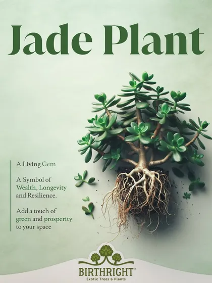 The Jade Plant is a living gem, symbolizing wealth and resilience. Its sturdy roots and lush leaves represent strong foundations and growth, making it a cornerstone of Vastu for prosperity.