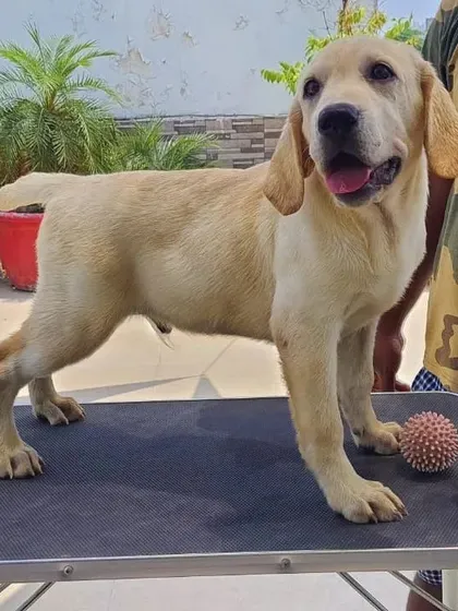 I also work with young dogs and puppies. This Labrador pup is standing on my portable grooming table after its first grooming session, looking happy and clean.