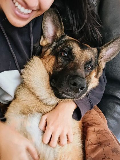 My big boy still thinks he's a lap dog, and I wouldn't have it any other way. He absolutely loves his belly rubs.