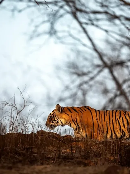The famous tigress Arrowhead against a backdrop of bare winter trees. This composition emphasizes her form and the stark beauty of the Ranthambore landscape.