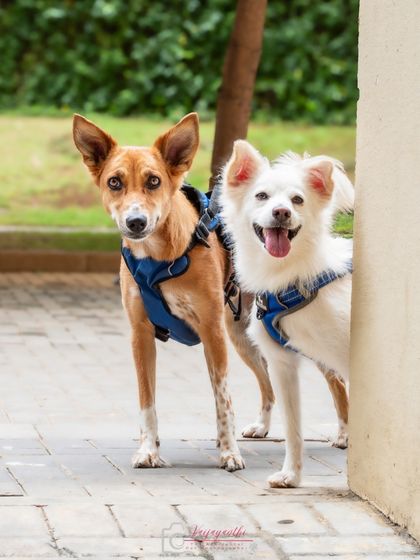 Coco and Snowy, the dynamic duo, during their "stealth mission" outdoor shoot. Their personalities shine, even on the run!