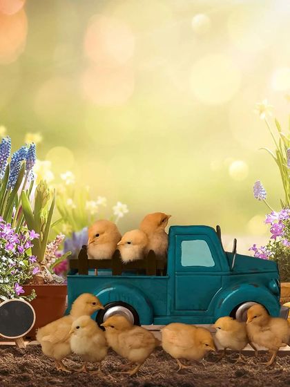 This image, identical to the last, reinforces the adorable theme of a group of fluffy chicks ready for an adventure.
