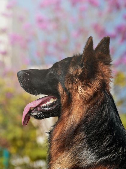 Lalith - Pet Photography Expressive Portraits: The Soul in Their Eyes photo 4