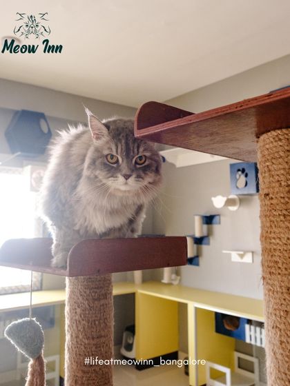 Meow Inn - Cat Lounge & Play Sessions Our Cat Paradise: A Tour of the Lounge photo 5