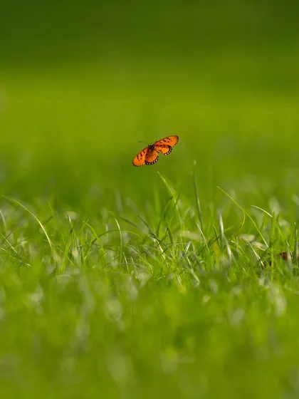 An orange butterfly floats above a field of green grass. The simplicity and vibrant colors of this image evoke a feeling of freedom and the beauty of a summer day.
