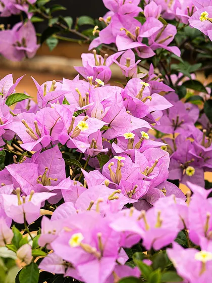 A stunning cluster of magenta Bougainvillea flowers. Their intense color and drought-tolerant nature make them a favorite for sunny climates.