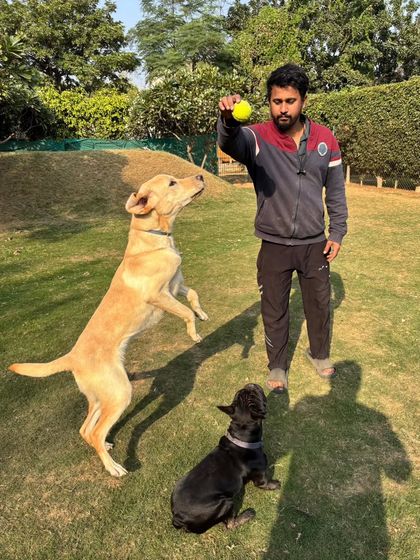 A staff member plays fetch with two dogs, demonstrating how we facilitate fun and exercise.