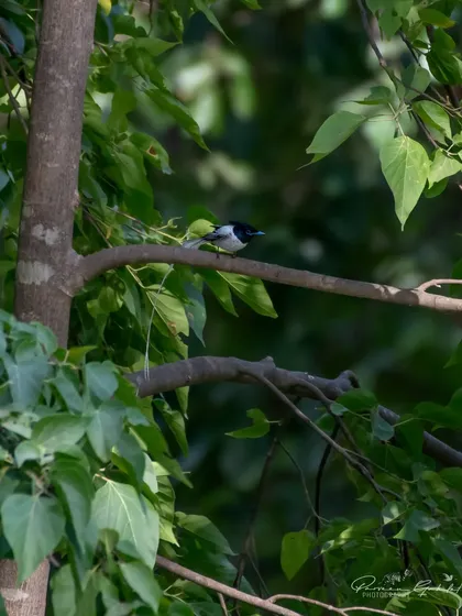 A more distant shot of the white morph Paradise Flycatcher.