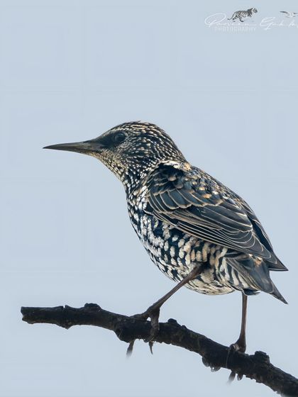 A European Starling in its non-breeding plumage, covered in beautiful white spots.