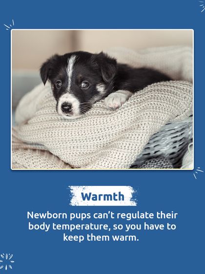 Newborn pups can't regulate their own body temperature. It's our job to make sure they are kept warm and cozy, especially during their first few weeks of life.