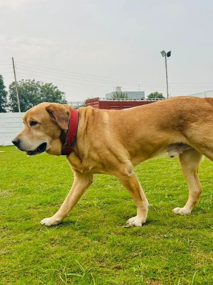 Run, run, run. A happy Labrador enjoying a good run across our spacious lawn.