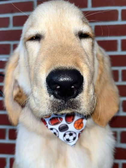 This Golden Retriever puppy is feeling sleepy after his first grooming experience. We make sure a puppy's first time is positive and stress-free, so they learn to enjoy being pampered. He's wearing his first-ever bandana.