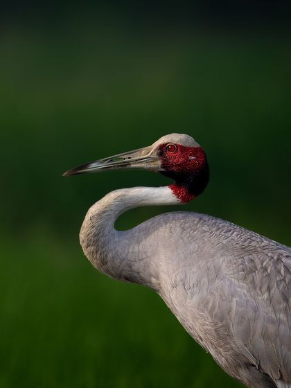 A portrait of a Sarus Crane against a vibrant green background. The clean composition and beautiful light highlight the bird's elegant posture and striking colors.