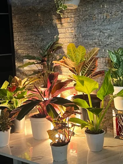A collection of various plants with colorful and patterned foliage, illuminated to create a dramatic evening display. This is a great example of how lighting can be used to highlight greenery at events.