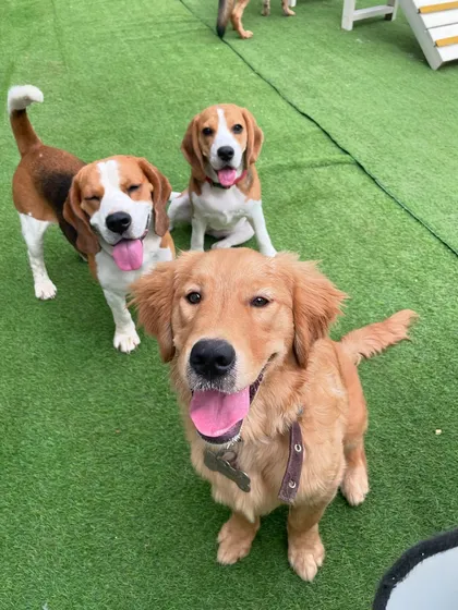 Making new friends is what it's all about! We match dogs by size and personality, so every pup, from a tiny Golden Retriever pup to a big Beagle, finds their perfect play-buddies.