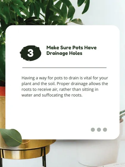 Tip 3: Make sure your pots have drainage holes. Proper drainage is vital for your plant's roots to receive air, rather than sitting in water and suffocating.