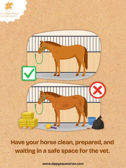 A clean, clear, and safe space is essential for any veterinary examination. We ensure the horse is prepared and the area is free of clutter, allowing the vet to work efficiently and safely.
