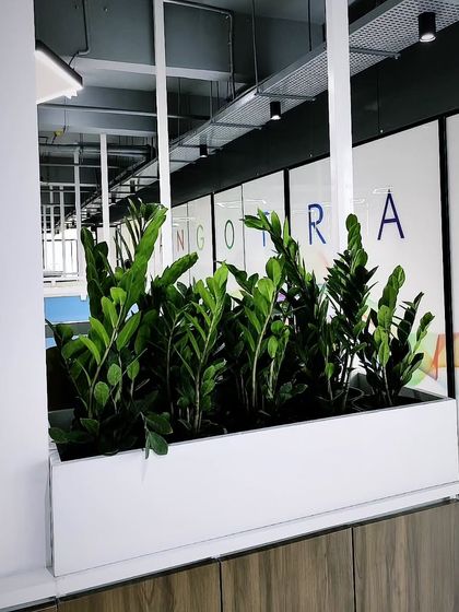 Modern Office Plantscaping photo 3