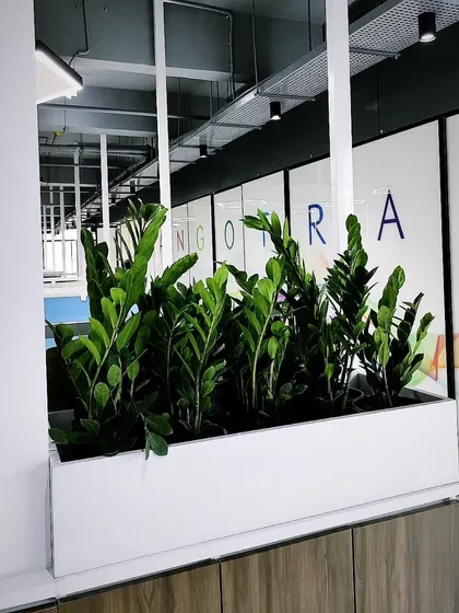 The deep green, glossy leaves of these ZZ plants create a bold statement in this minimalist white planter. This is a great low-maintenance plant choice for busy offices, as they are extremely hardy and drought-tolerant.