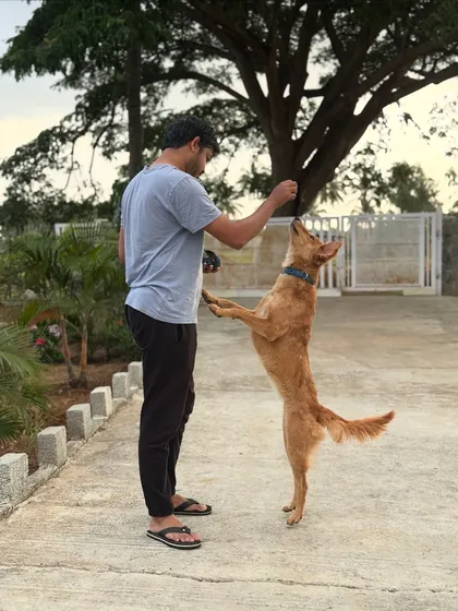 Playtime with the resident dog at our farm stay.