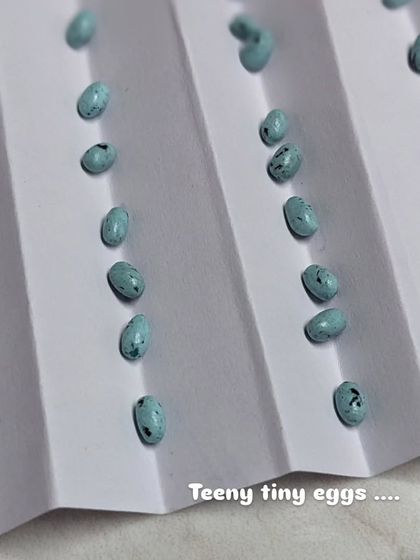 Making the teeny tiny eggs. Each one is painted with little speckles to look realistic.