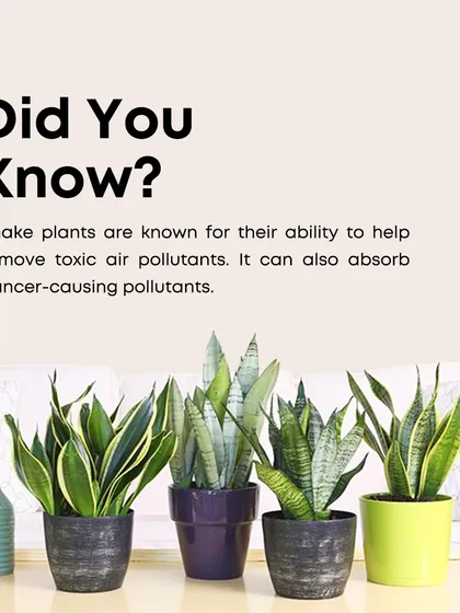 Did you know Snake Plants are air-purifying powerhouses? They are unique in their ability to release oxygen at night, making them one of the best plants for bedrooms.