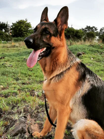 A collection of portraits of my handsome, goofy, and majestic German Shepherd, Theo. He is my constant inspiration and the heart of my work.