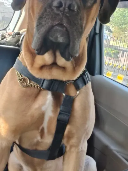 A 36-hour solo drive from Delhi to Karnataka is no joke, but seeing this kiddo reunite with his dad makes every minute worth it. I provide constant updates so you're never worried when your pet travels alone.
