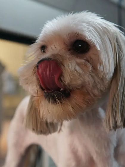 Tail It Easy - Mobile Pet Grooming Transformations: Before & After photo 3