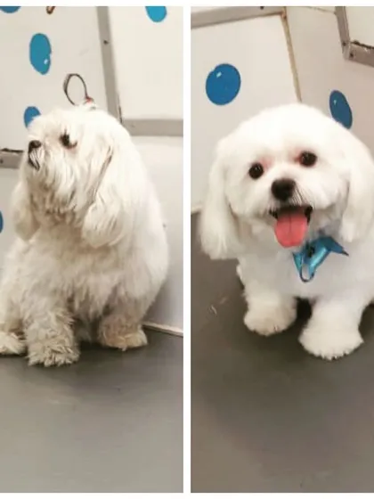 This fluffy white Maltese looks like a whole new dog! Our grooming brings out the best in your pet, leaving them looking and feeling fantastic.