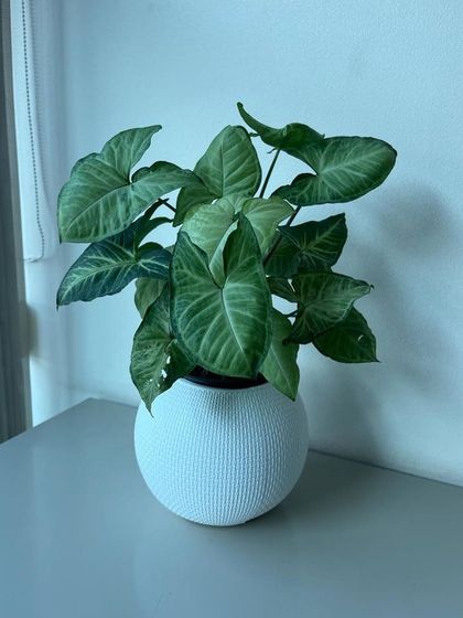 Rakshith Landscaping - Landscape Design & Installation Plant & Tree Supply photo 57