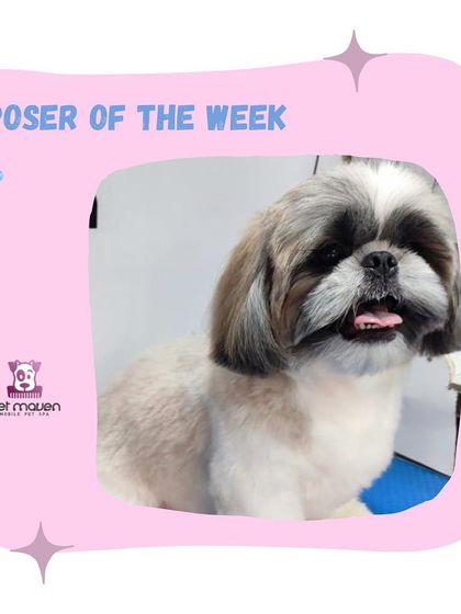 This sweet Shih Tzu is looking bright-eyed and beautiful after a trim. A clean face and clear eyes are an important part of our detailed grooming service.