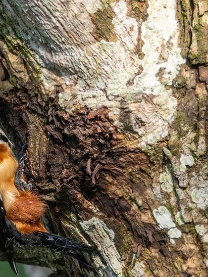 A falconet at its nest hole, a glimpse into its family life.
