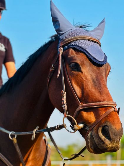 Our Champion Thoroughbreds photo 15