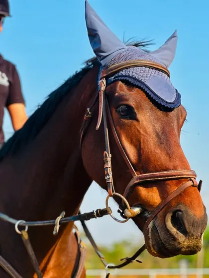 A close-up portrait of one of our beautiful horses, fully tacked and ready for a ride.