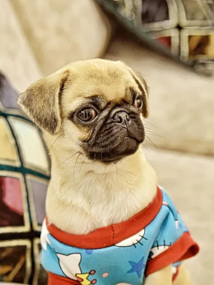 A close up portrait of the same baby pug. Here, I focused on his expressive, wrinkly face and big, curious eyes. These detailed shots highlight the unique features that make your puppy so special.